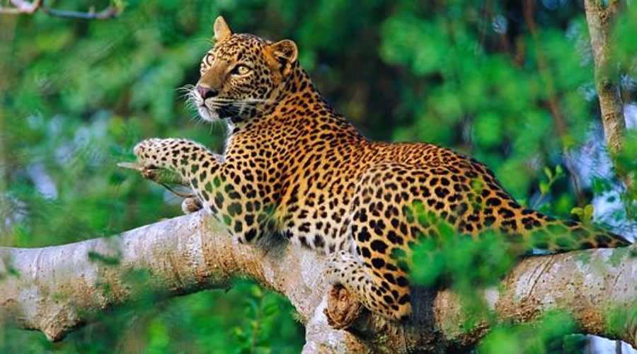 leopard safari park sri lanka
